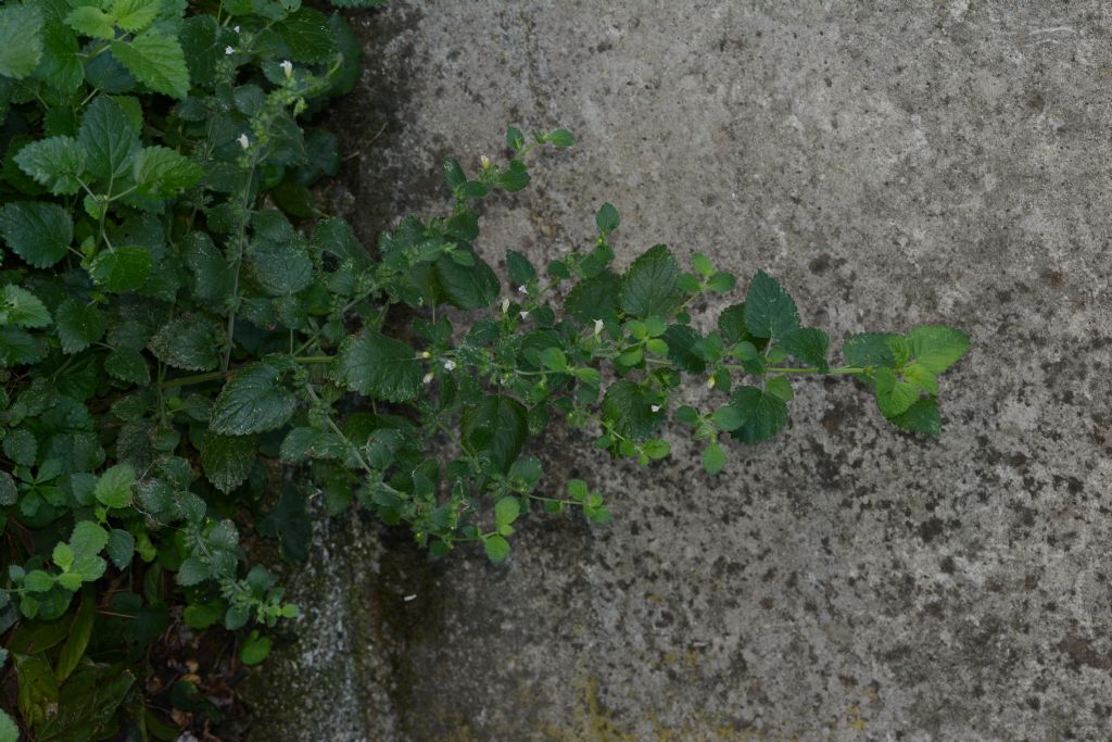 Lamiaceae: Melissa officinalis